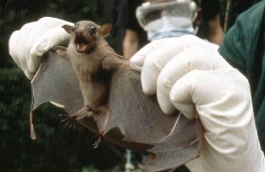 Bat being captured to be tested for Ebola