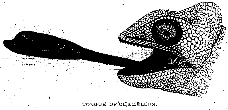 TONGUE OF CHAMELEON