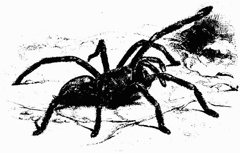 Spider