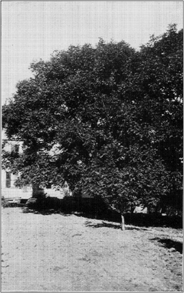 Thirty Year Old Parent English Walnut Trees In Background, Young Bearing Tree in Front