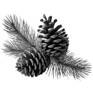 Ein Bild, das Pflanze, Schwarzweiß, Baum, Nadelbaum enthält.  Automatisch generierte Beschreibung