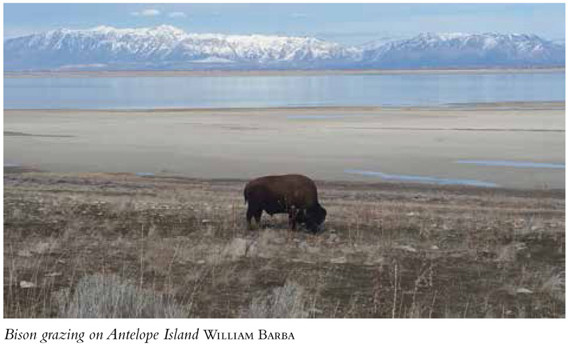 Bison grazing on Antelope Island William Barba