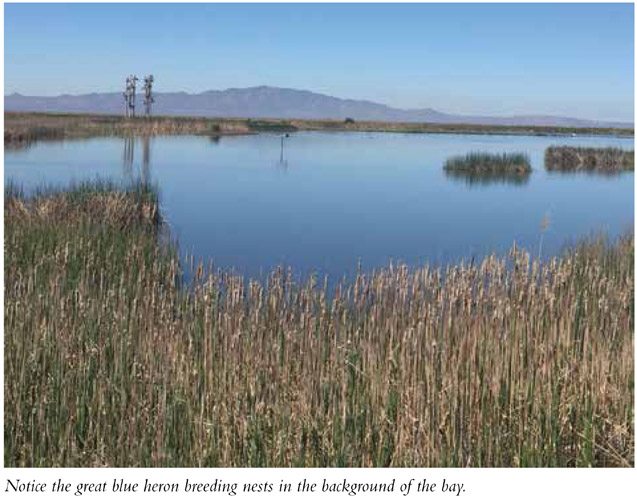 Notice the great blue heron breeding nests in the background of the bay.