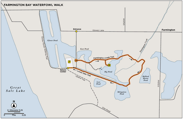 FARMINGTON BAY WATERFOWL WALK