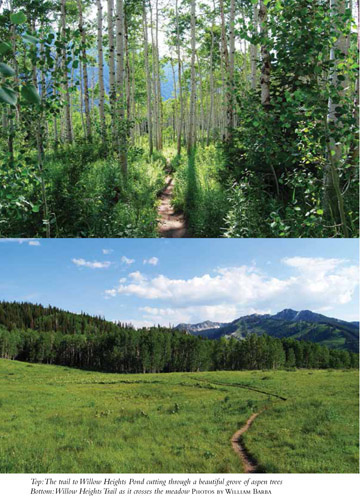 Top: The trail to Willow Heights Pond cutting through a beautiful grove of aspen trees Bottom: Willow Heights Trail as it crosses the meadow PHOTOS BY WILLIAM BARBA