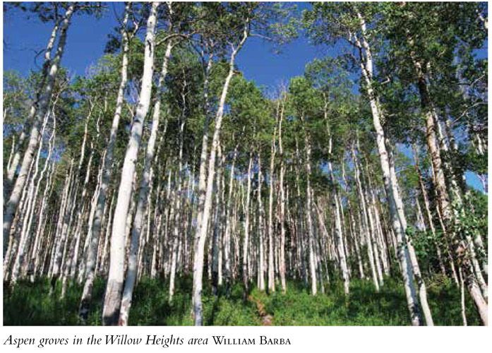 Aspen groves in the Willow Heights area WILLIAM BARBA