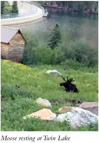 Moose resting at Twin Lake