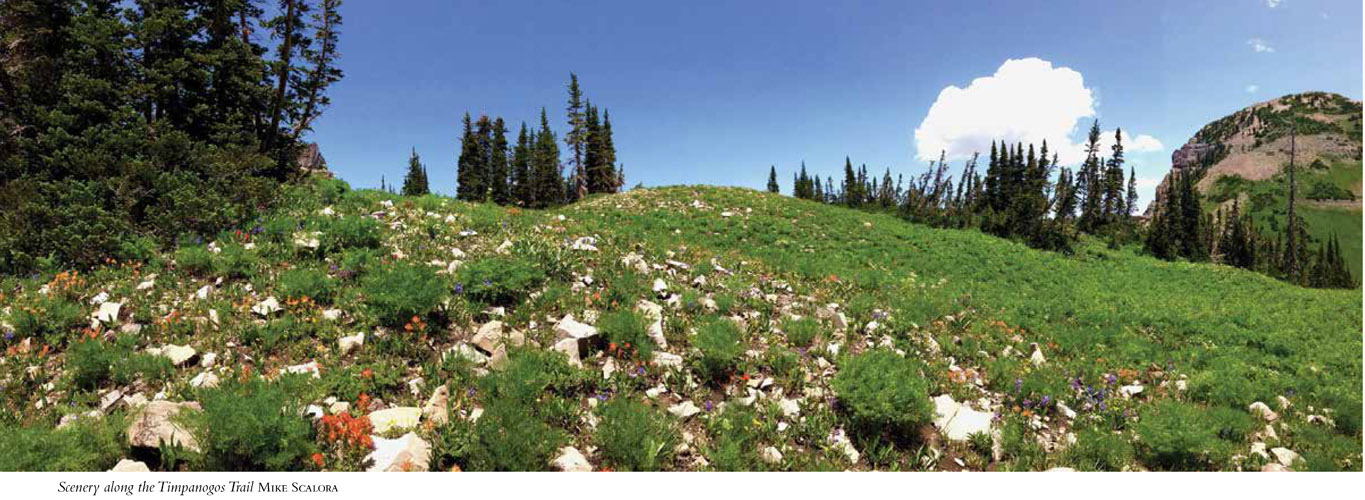 Scenery along the Timpanogos Trail MIKE SCALORA