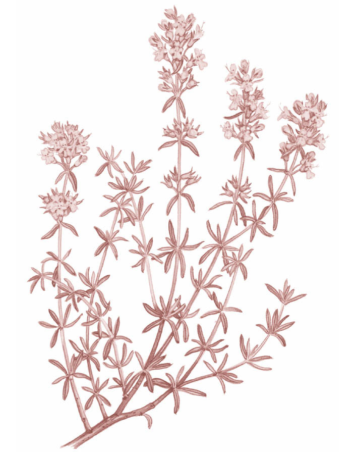 An illustration of flowering thyme.