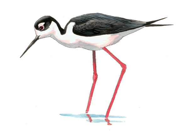 FL_Black-necked_Stilt.tif