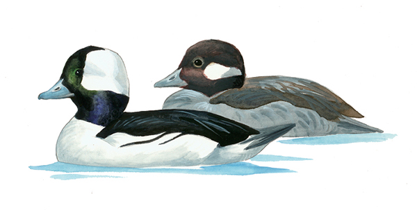 FL_Bufflehead.tif