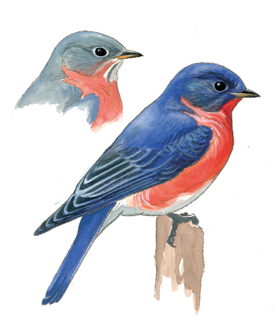 FL_Eastern_Bluebird.tif