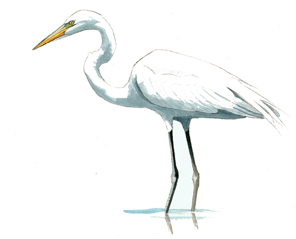 FL_Great_Egret.tif