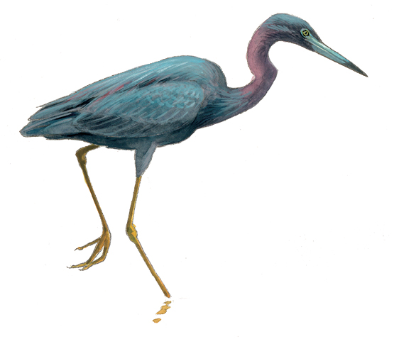 FL_Little_Blue_Heron.tif