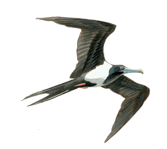 FL_Magnificent_Frigatebird.tif