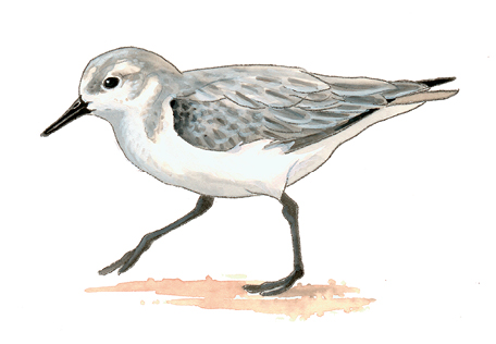 FL_Sanderling.tif