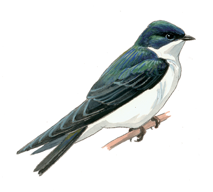 FL_Tree_Swallow.tif