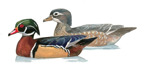 FL_Wood_Duck.tif