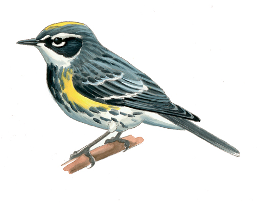 FL_Yellow-rumped_Warbler.tif