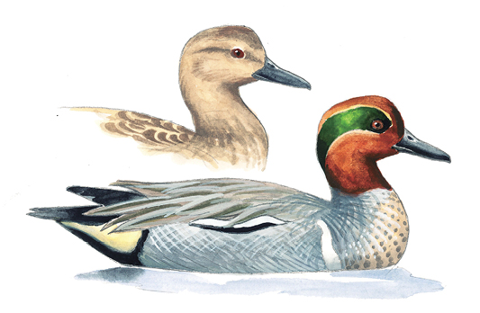 Green-winged_Teal.tif