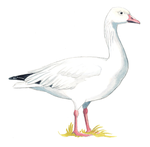 Snow_Goose.tif