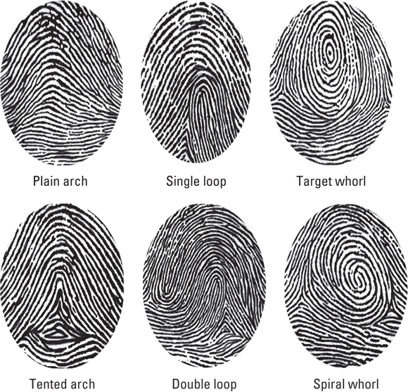 Screen captures depicting plain arch, single loop, target whorl, tented arch, double loop, and spiral whorl patterns.