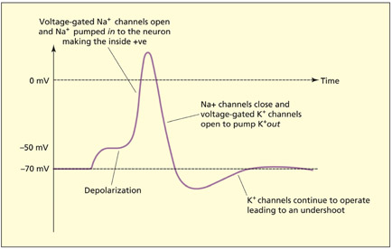 fig2_3