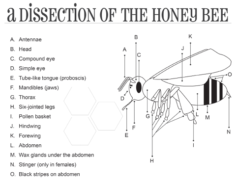 BeekeepingInterior-234.jpg