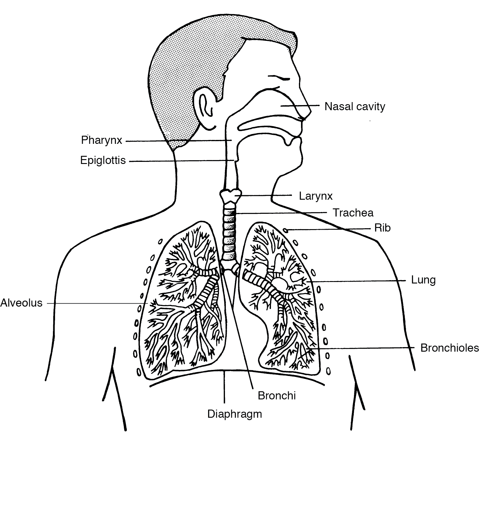 The air enters through the mouth and nasal cavity. It then passes through the pharynx and larynx and enters the trachea. The trachea splits into two bronchi to travel to the lungs. The bronchi branch into smaller bronchioles, which bring air to the alveoli, the site of gas exchange.