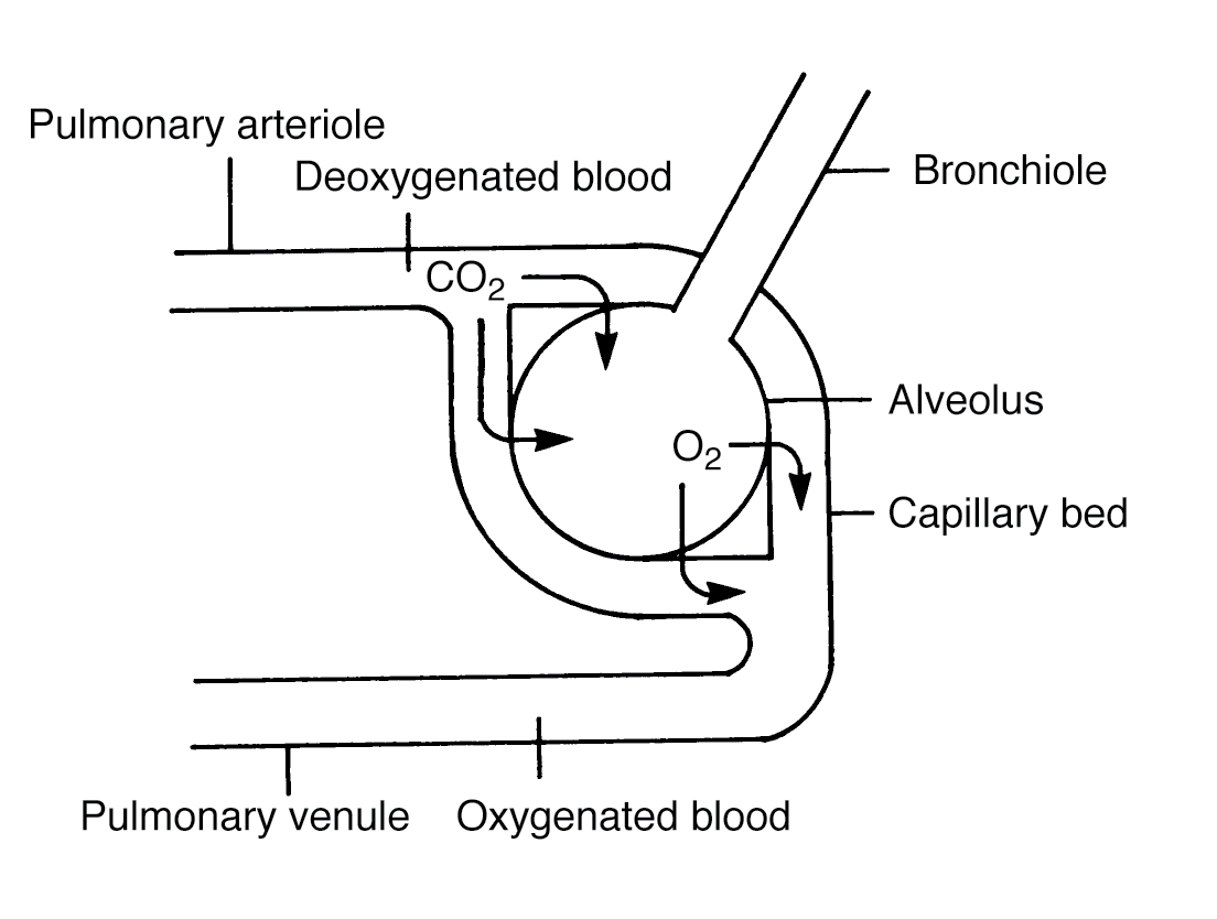  Blood is brought to the alveolus through the pulmonary arteriole. Gases are exchanged between the pulmonary capillaries and the alveolus. Oxygenated blood then flows through the pulmonary venule.