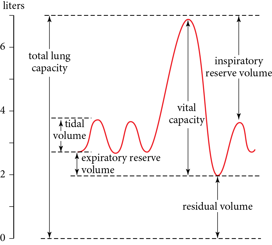 The total lung capacity is equal to the sum of the residual volume and the vital capacity. The vital capacity is equal to the sum of the inspiratory reserve volume, the expiratory reserve volume, and the tidal volume.