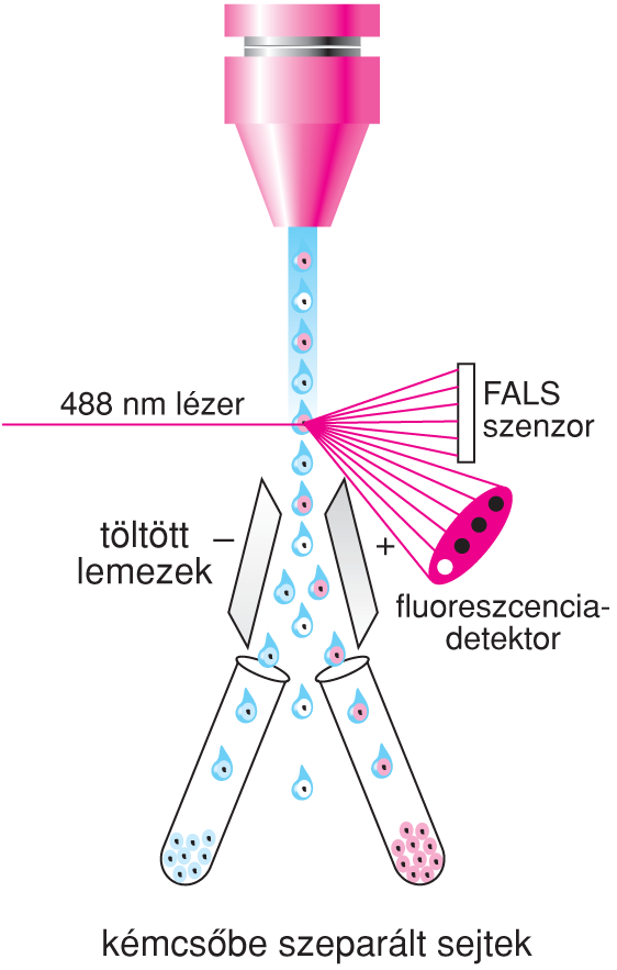 VI/4.3. Sejtszeparálás