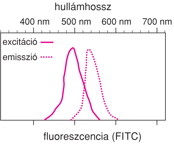 VI/4.4.2. Immunofluoreszcencia