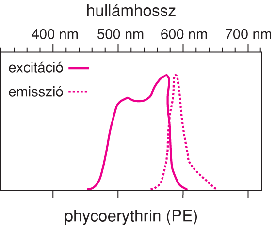 VI/4.4.2. Immunofluoreszcencia