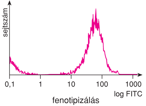 VI/4.4.2. Immunofluoreszcencia