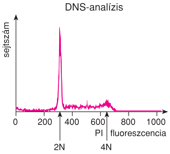 VI/4.4.2. Immunofluoreszcencia