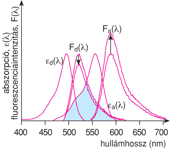 X/1.1.1. Förster típusú rezonancia-energiaátadás (energiatranszfer)