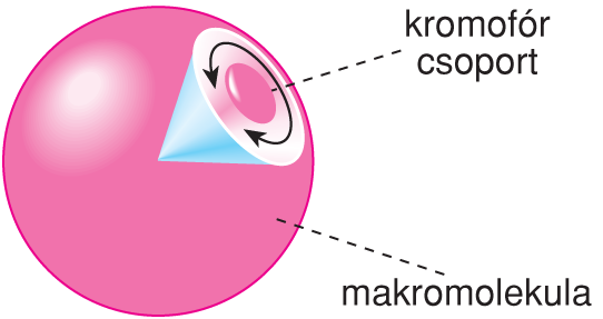 X/1.1.4. Idôfüggô fluoreszcencia-paraméterek meghatározása