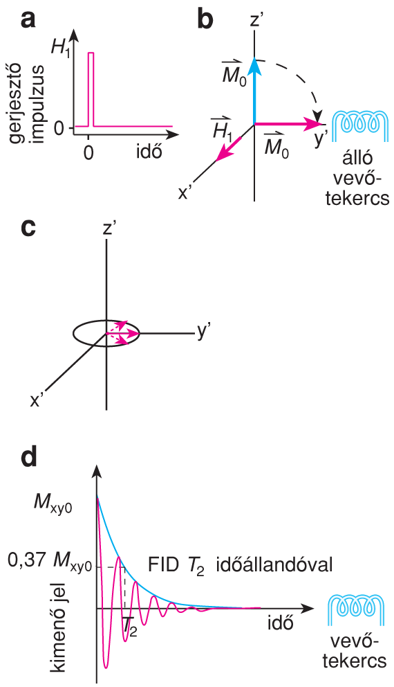 X/4.1. Az NMR és az ESR fizikai alapjai