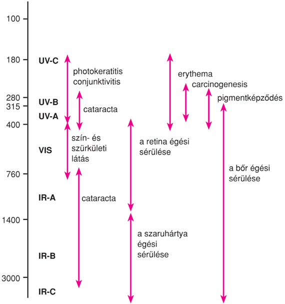 II/2.3.4. A fény hatása a szemre és a bôrre