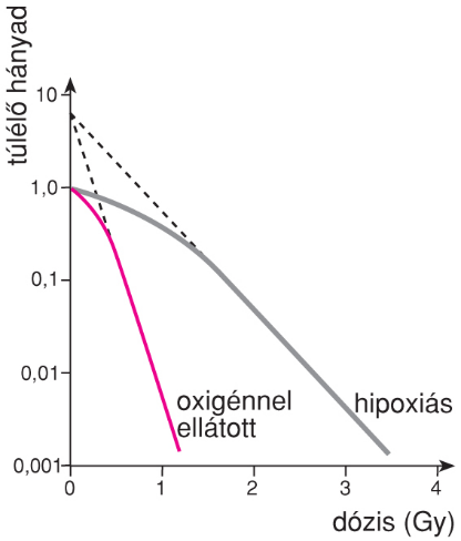 II/4.6.4. Az oxigén hatása