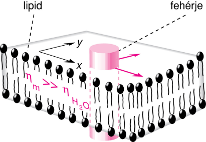 III/2.2.3. Laterális diffúzió biológiai membránokban