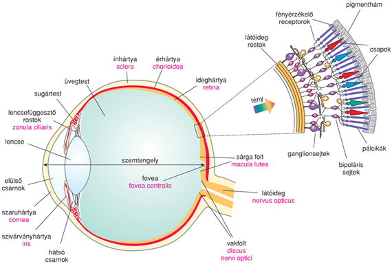 IV/2.1. A szem vázlatos szerkezete
