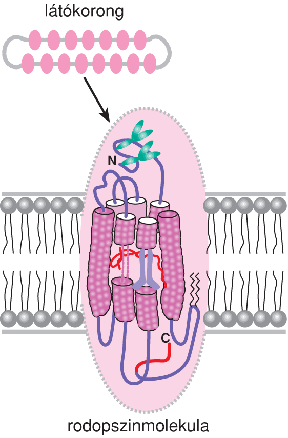 IV/2.1.2. A fotoreceptor sejtek szerkezete