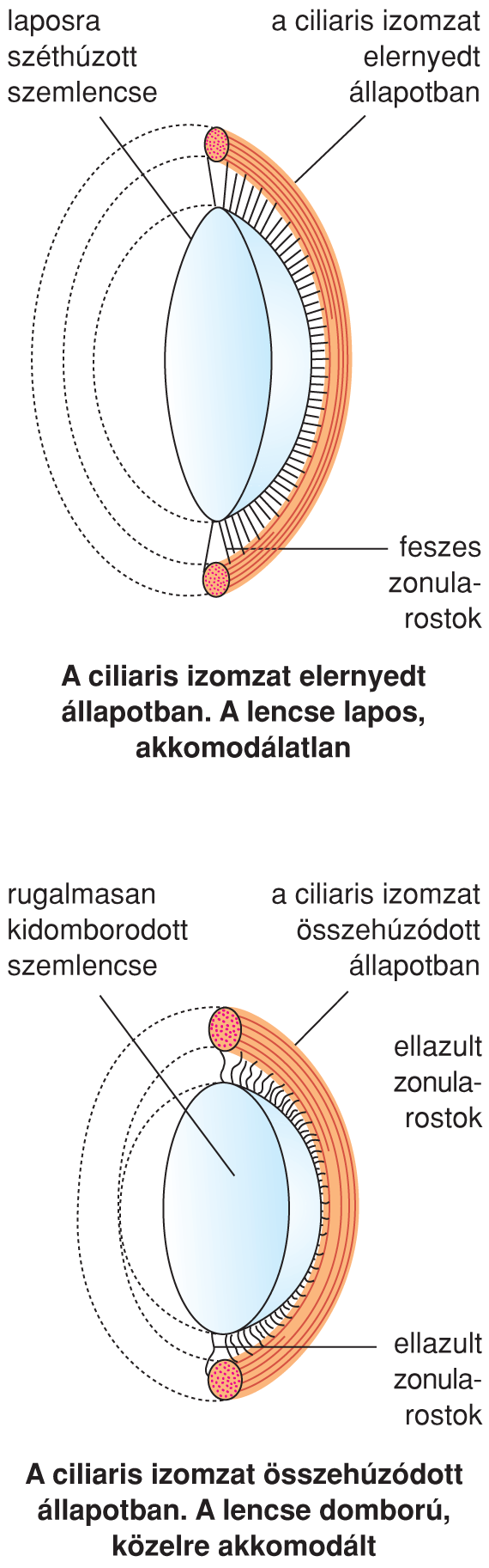 IV/2.2.1. Optikai leképezés a szemben