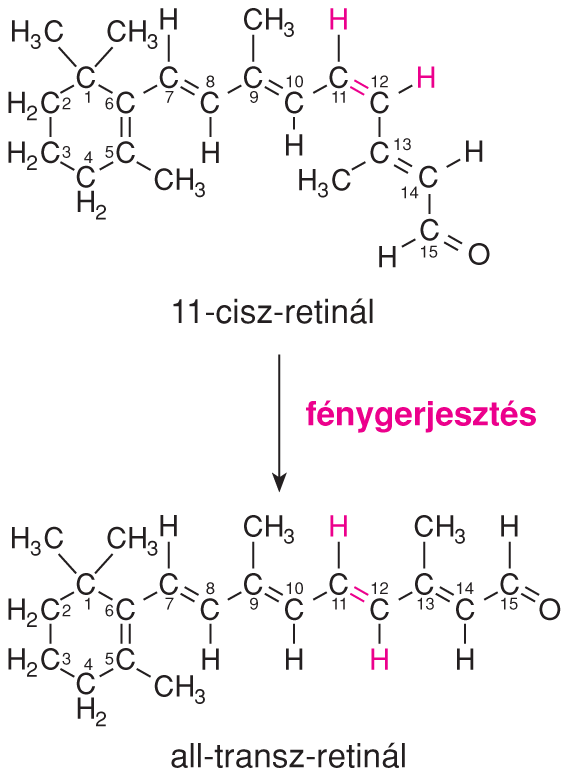 IV/2.2.6. Fotokémiai folyamatok a receptorsejtekben