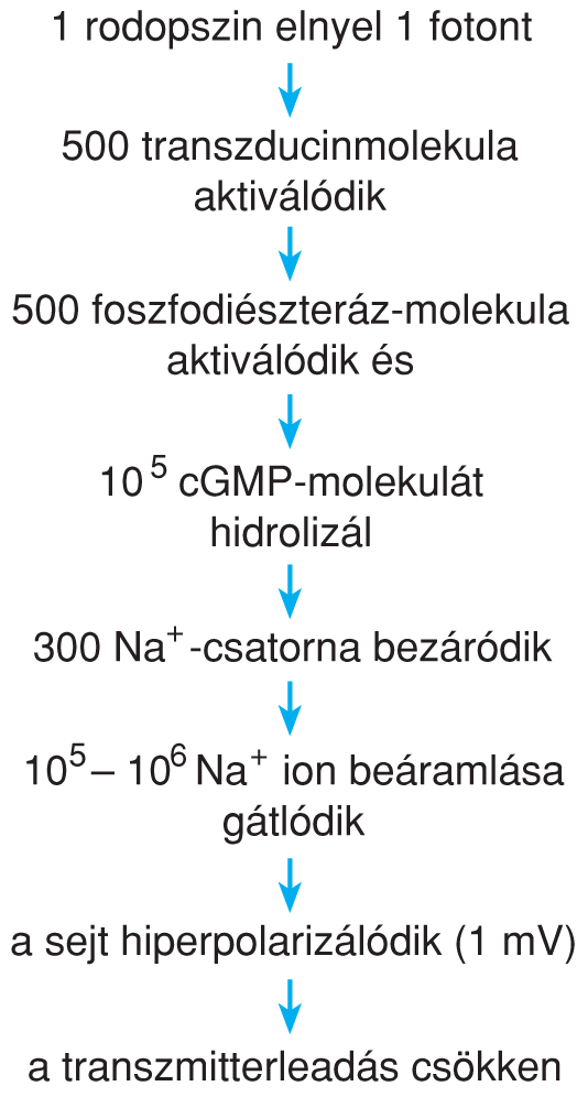 IV/2.2.6. Fotokémiai folyamatok a receptorsejtekben