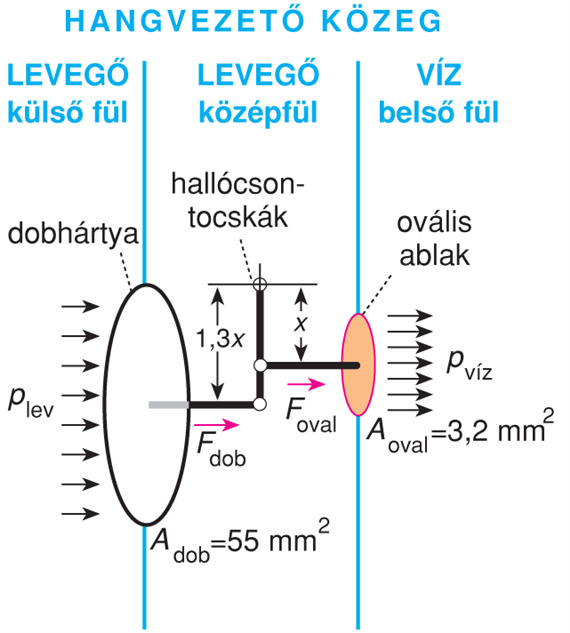 IV/3.2.2. A középfül