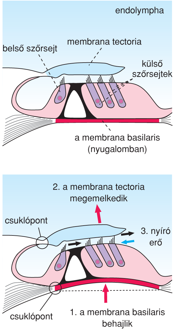 IV/3.3. A szôrsejtek szerepe a hallás folyamatában