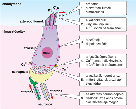 IV/3.3. A szôrsejtek szerepe a hallás folyamatában